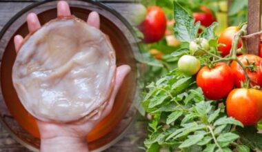 kombucha vanduo turbokompresoriniai pomidorų augalai