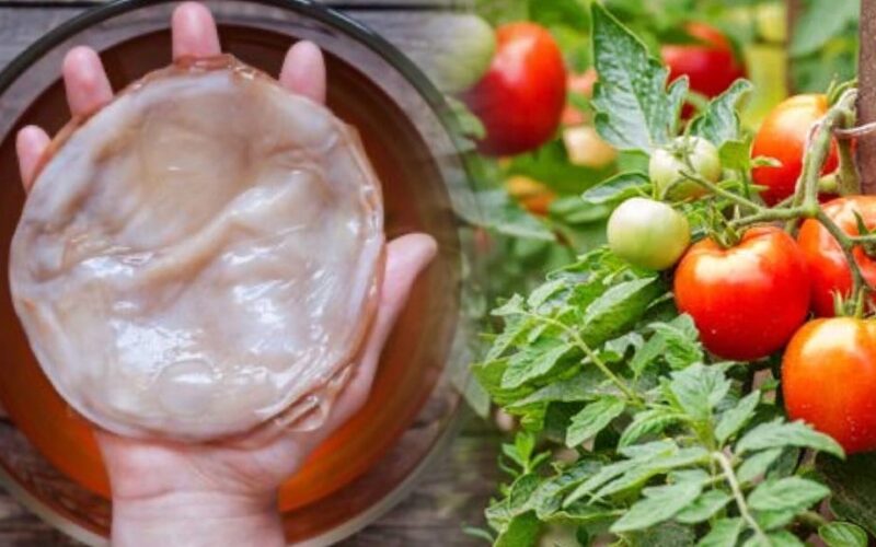 kombucha vanduo turbokompresoriniai pomidorų augalai