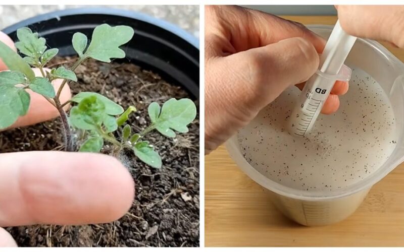 vienas ingredientas padvigubina pomidorus