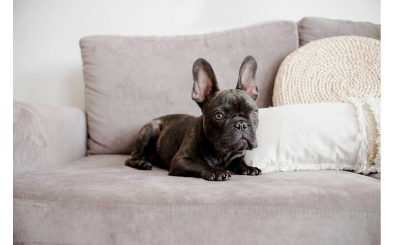 naminių gyvūnėlių plaukų šalinimo būdai