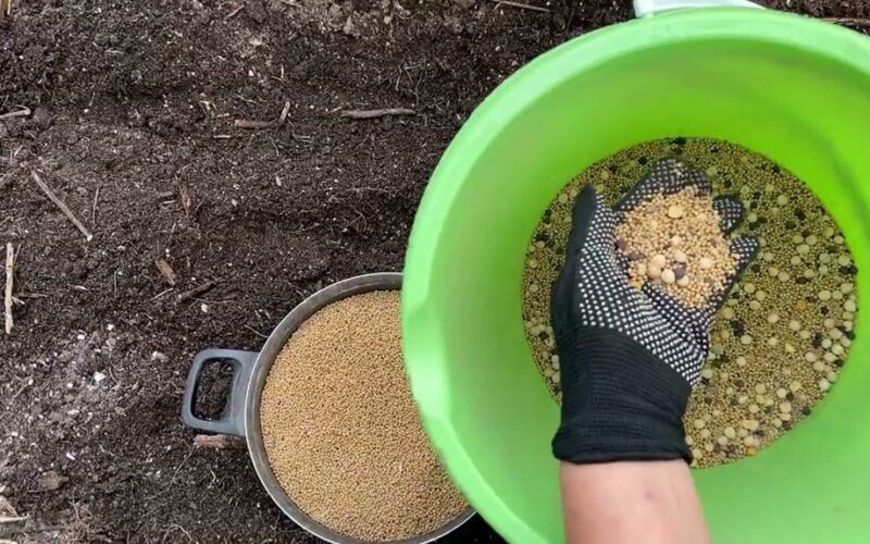 žaliąją trąšą sėti iš karto po sniego