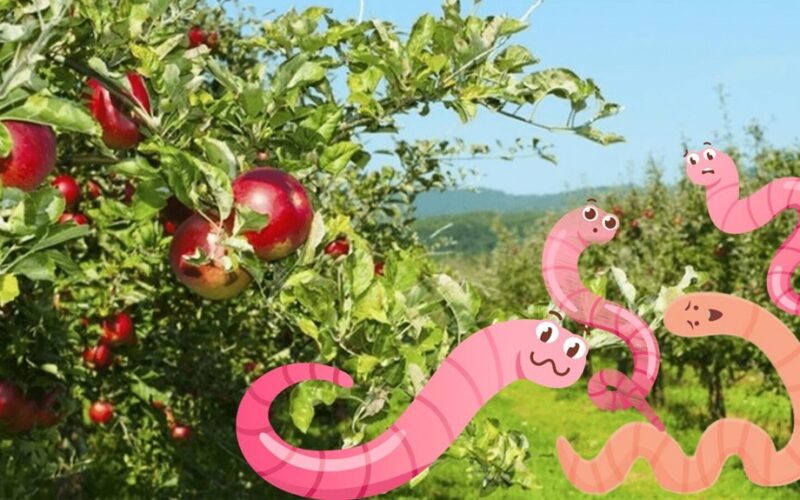 pasodinti po vaismedžiais