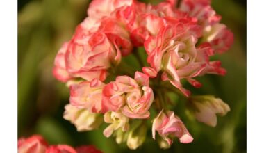 paruoškite pelargonijas vasarai