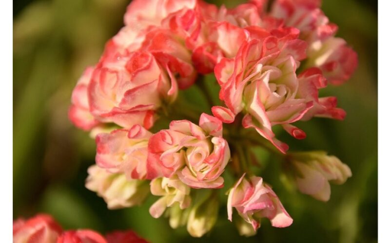 paruoškite pelargonijas vasarai