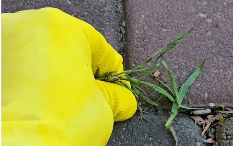 pašalinta žolė tarp trinkelių
