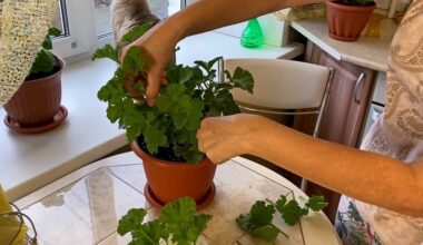 įsišaknydinti pelargonijų auginiai greitai