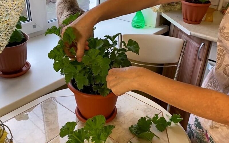 įsišaknydinti pelargonijų auginiai greitai