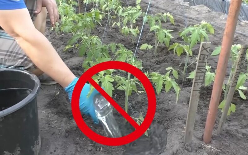 trys trąšos sugadina pomidorus