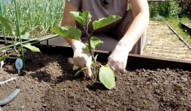 laikas sodinti baklažanus