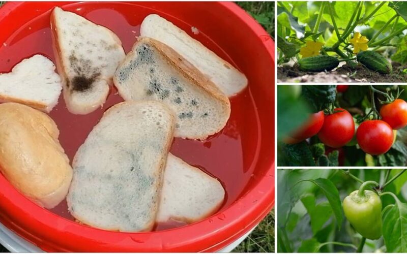 pomidoras agurkas paprikos trąšos