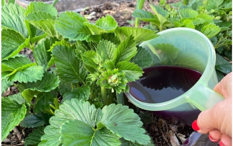 dviejų ingredientų košė stebina augintoją