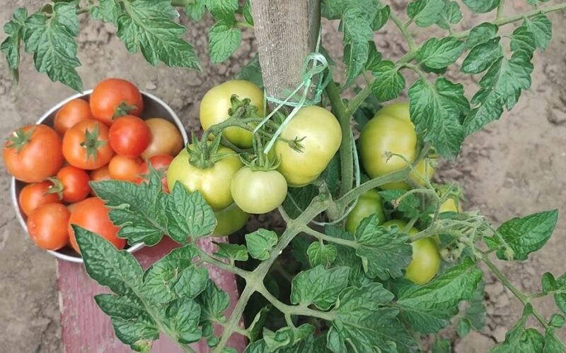 du paprasti pomidorų tręšimai