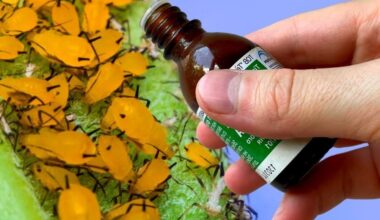 universalus sodo pesticidas pamirštas