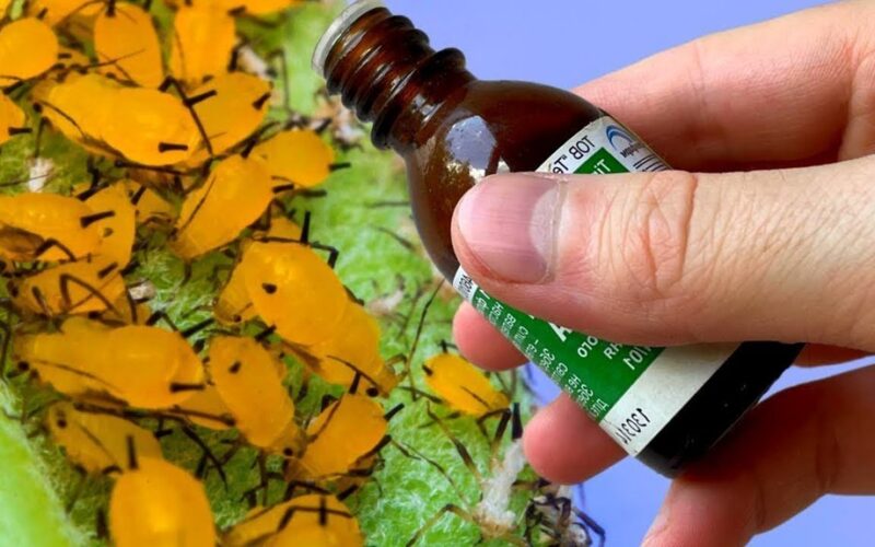 universalus sodo pesticidas pamirštas