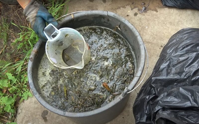 daržovės džiūgauja po dviejų ingredientų arbatos