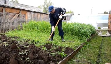kada sėti tarpinius pasėlius
