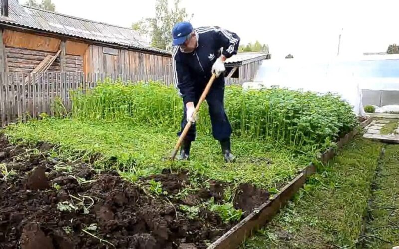 kada sėti tarpinius pasėlius