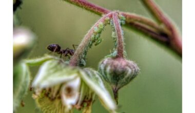 skruzdėlės ant aviečių augalų