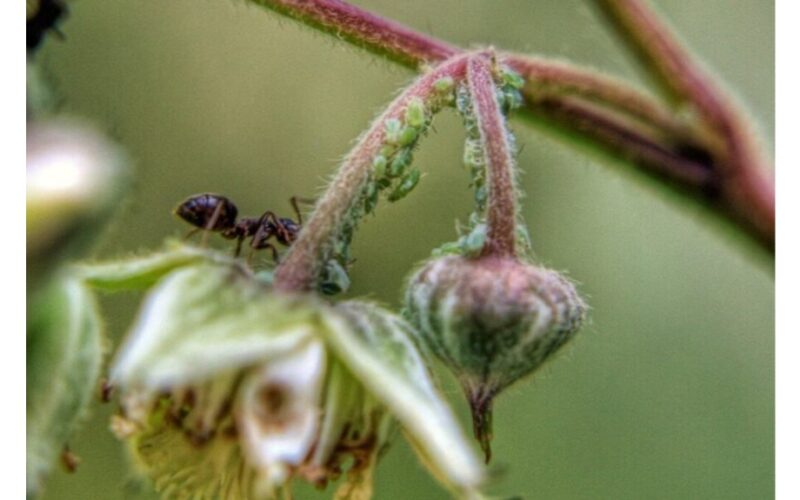 skruzdėlės ant aviečių augalų