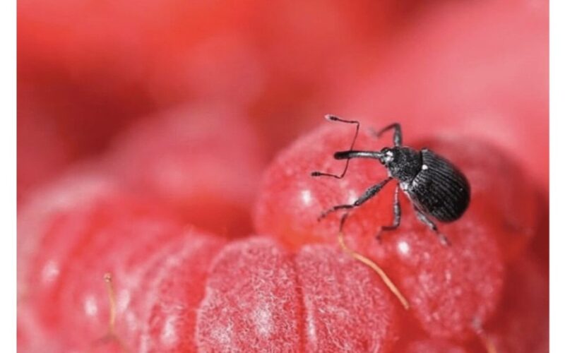 juodos dėmės ant aviečių