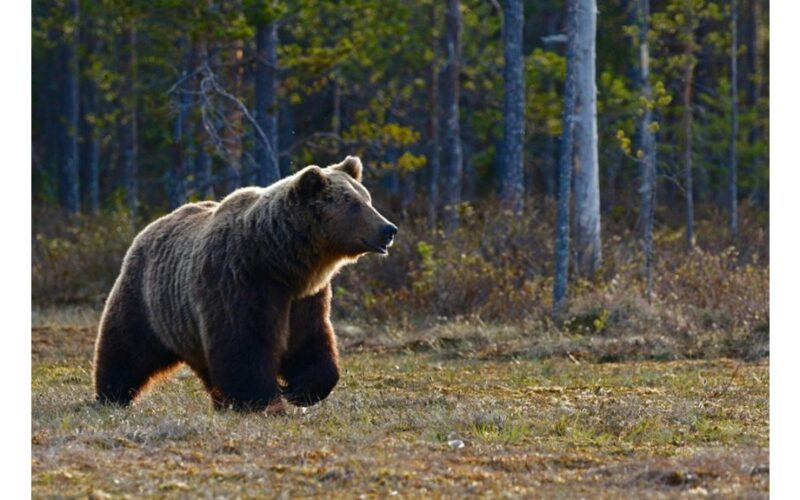 ar gali pabėgti nuo meškos