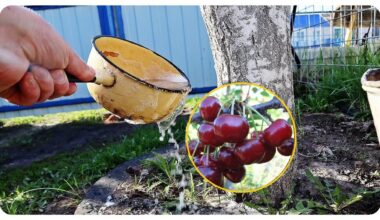 vyšnia auga graikinio riešuto dydžio laistymo pokytis