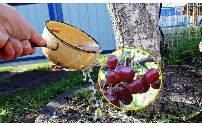 vyšnia auga graikinio riešuto dydžio laistymo pokytis
