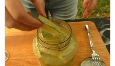 penkių dienų cukinijų fermentavimas