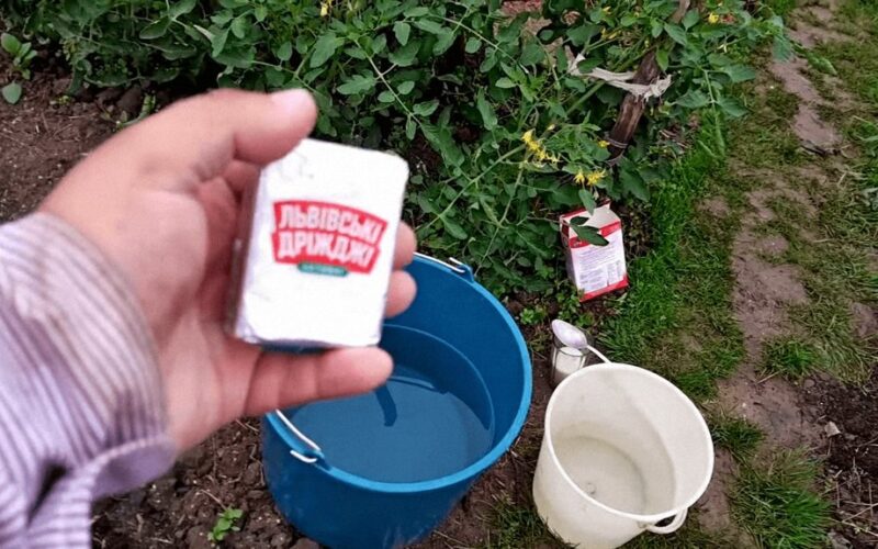trąšos atgaivino senus krūmus