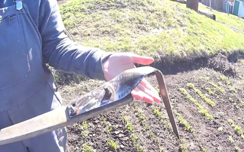 Fokino plokščiasis pjautuvas revoliucionizuoja sodininkystę