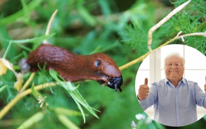sodininko pigi greita sraigių kontrolė