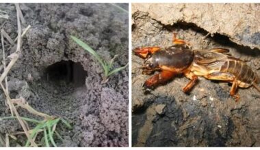 Česnakų purškalas atbaido sodo kenkėjus