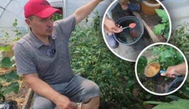 kaip tręšti pomidorus