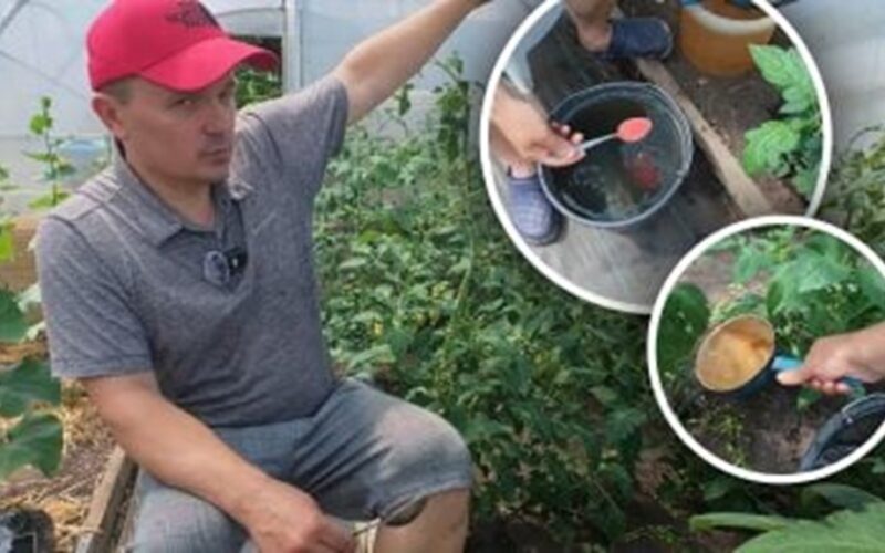 kaip tręšti pomidorus