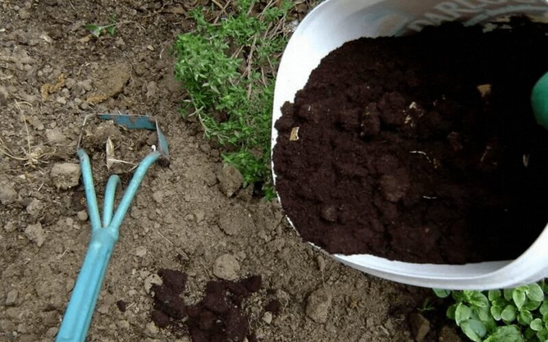 Aš išbarstau žolelių arbatą aplink krūmus