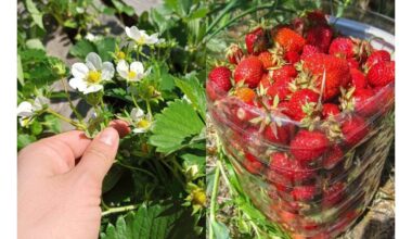 padidinti braškių derlių vienam augalui