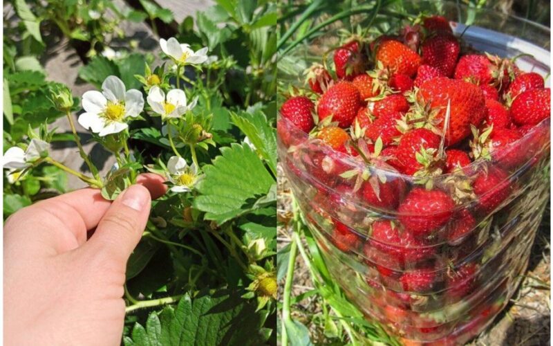 padidinti braškių derlių vienam augalui