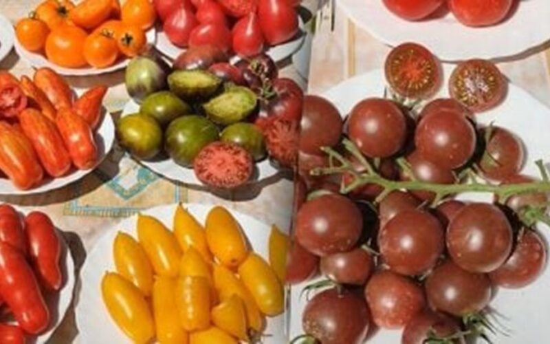 Virtuvės atliekos tręšia pomidorus