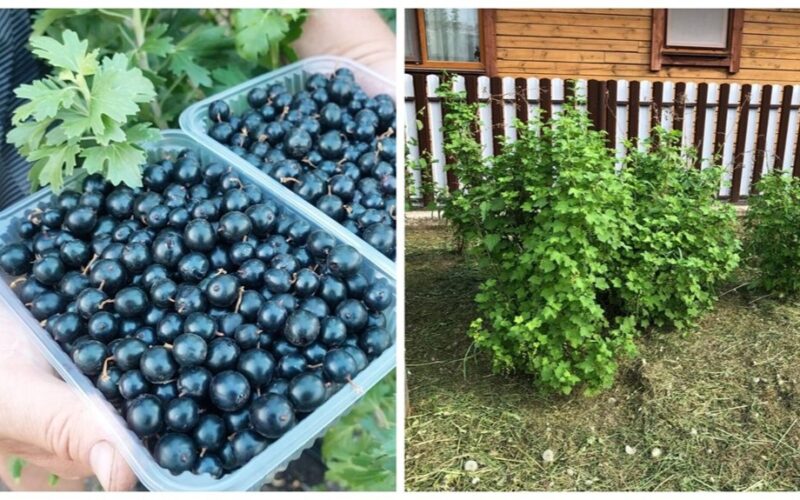 kaimynai keistai į mane žiūri