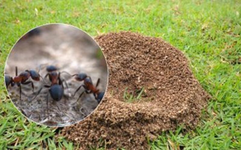 necheminė sodo skruzdėlių kontrolė