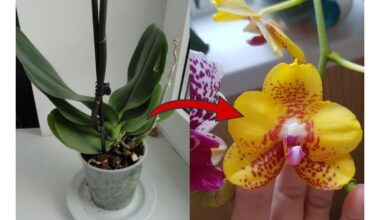 orchidų trąšos greitai 1 1