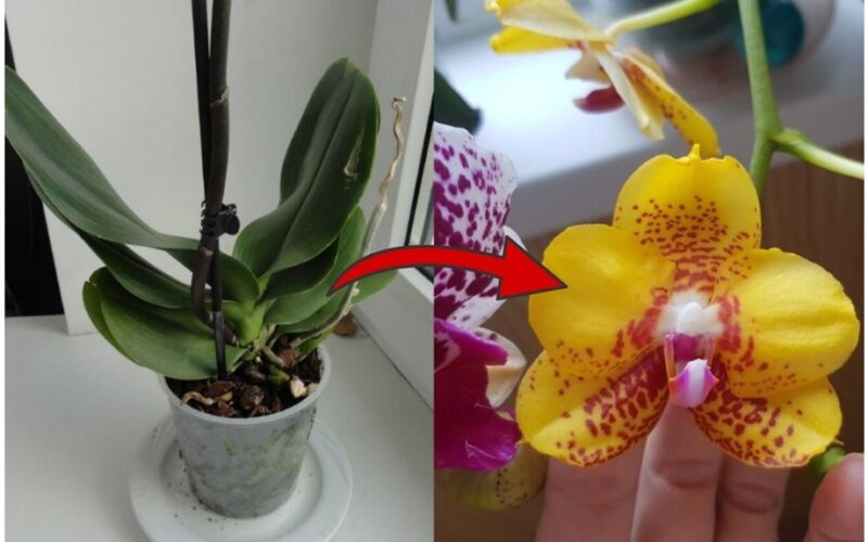 orchidų trąšos greitai 1 1
