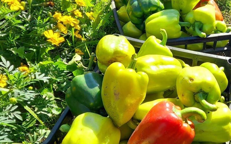 paprikos noksta greitai triukas