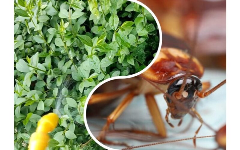 atbaido skruzdėles uodus tarakonus žiurkes