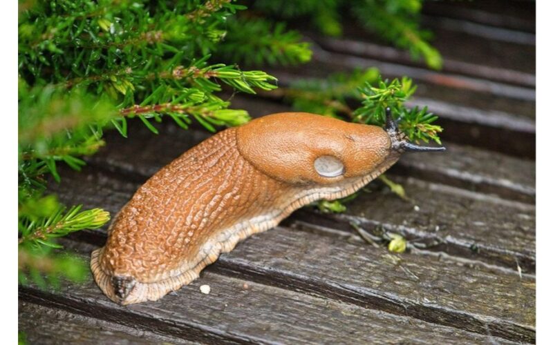 šliužai dingo iki rudens