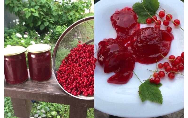 trys saujos raudonųjų serbentų