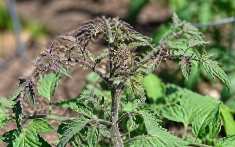 pomidorų patarimai retinimas violetinė