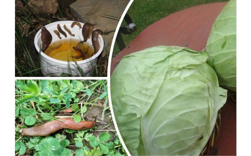 dviejų ingredientų šliužų spąstai