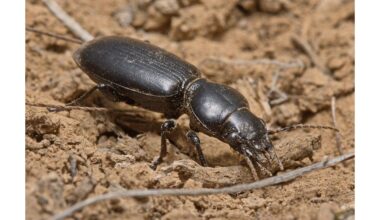 vabalgrau is beetle garden trouble