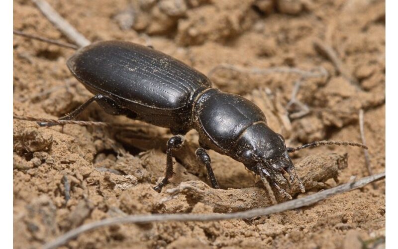 vabalgrau is beetle garden trouble